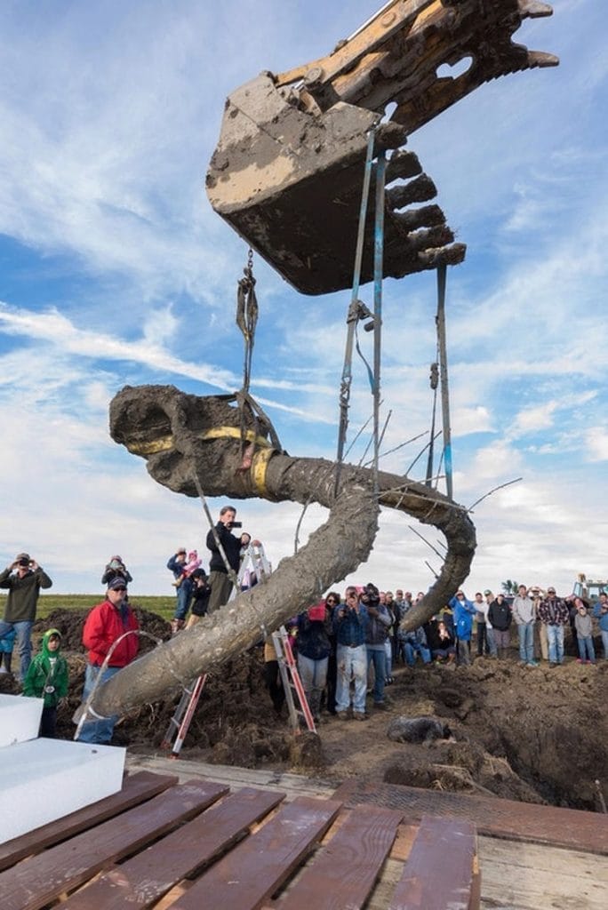 Seorang petani menemukan gading mammoth (sejenis gajah purba)