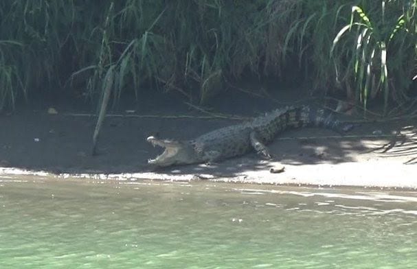 Buaya di Maros