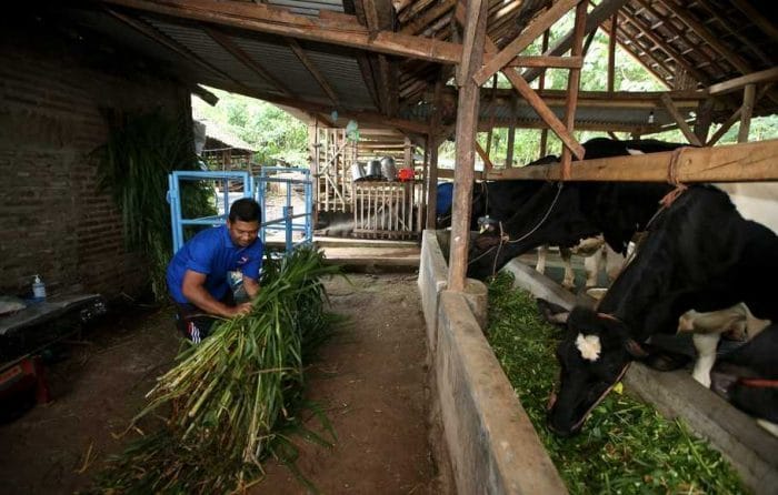 Ilustrasi peternak memberi makan sapi perah