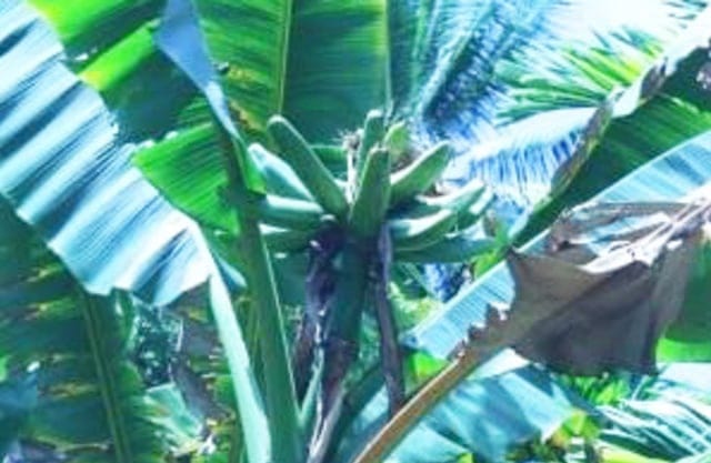 Pohon pisang asli Pulau Kapotar, Kabupaten Nabire, Papua. (Foto Hari Suroto)
