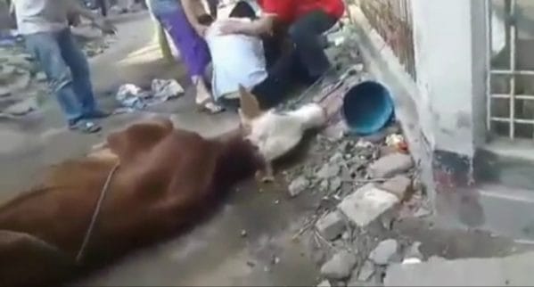 Panitia Kurban Meninggal saat Hendak Menyembelih Hewan