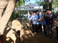 Pemprov Sulsel Bagikan 76 Ekor Hewan Kurban