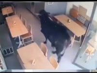Viral Video Sapi Kurban Masuk Kafe