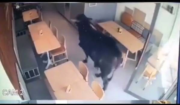Viral Video Sapi Kurban Masuk Kafe