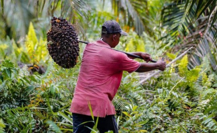Ilustrasi Petani Kelapa Sawit