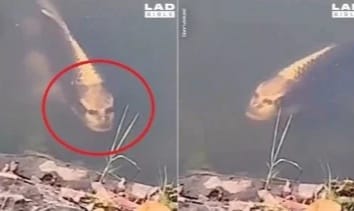 Heboh Penampakan Ikan 'Berwajah Manusia'