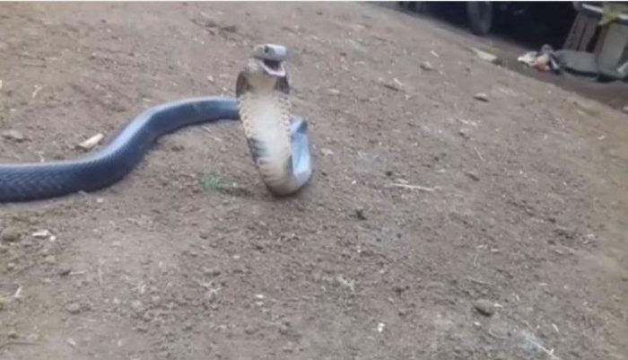 Seekor induk ular kobra ditangkap di rumah warga di Kabupaten Gowa.