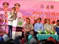 Panen raya Udang Windu, di Demlot Podakan Kabupaten Pinrang, Kamis (26/12/2019).