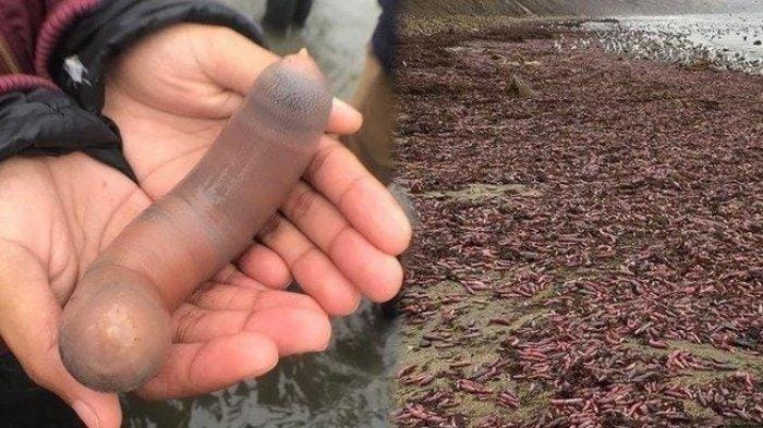 Ribuan 'ikan penis' terdampar di Pantai California (Foto: Mirror.co.uk)