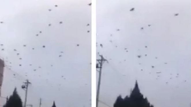 Viral Ribuan Burung Gagak Serbu Kota Wuhan China, Tempat Pertama Virus Corona Muncul