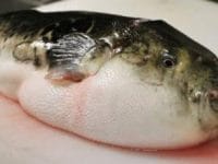 Usai Makan Ikan Buntal, Satu Keluarga Tewas Keracunan