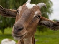 Ilustrasi kambing. (Shutterstock)