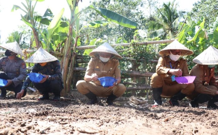 Bupati Barru Genjot Penanaman Bawang Merah di Era New Normal