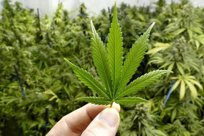 Thailand Jadi Negara Asia Tenggara Pertama yang Legalkan Ganja