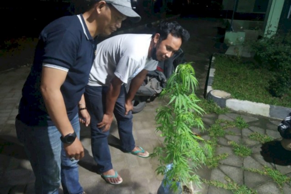 Cari Jambu, Warga Temukan Tanaman Ganja di Sekitar UIN Alauddin Samata