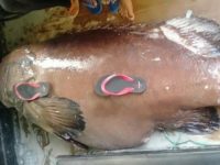 Ajaib, Nelayan di Selayar ini Tangkap Ikan Kerapu Raksasa Hanya Gunakan Panah Ikan
