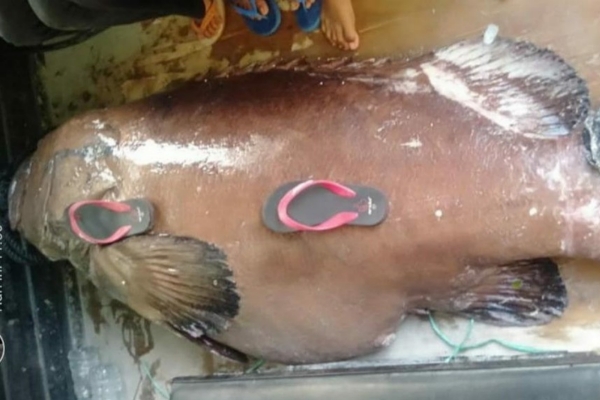Ajaib, Nelayan di Selayar ini Tangkap Ikan Kerapu Raksasa Hanya Gunakan Panah Ikan