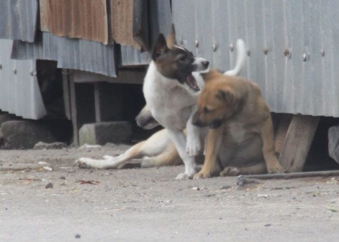 Ilustrasi Anjing Gila