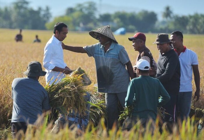 Presiden Jokowi tinjau panen raya di Maros, Sulsel