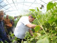 Munafri Panen Raya Cabai Rawit di Pesantren Gombara Makassar