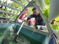 Makassar Genjot Urban Farming, 458 Kelompok Tani Aktif Bergerak