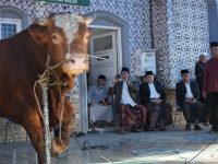 Pemkot Makassar Distribusikan 7.261 Sapi dan 402 Kambing Kurban, Munafri Minta Disalurkan Secara Adil