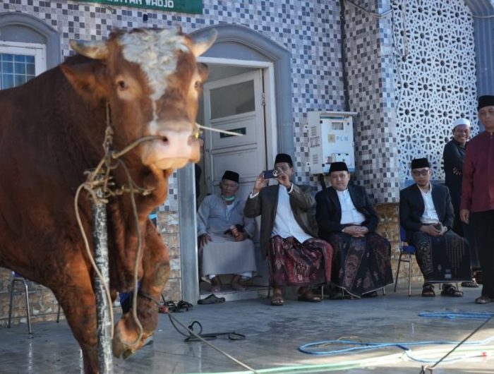 Pemkot Makassar Distribusikan 7.261 Sapi dan 402 Kambing Kurban, Munafri Minta Disalurkan Secara Adil